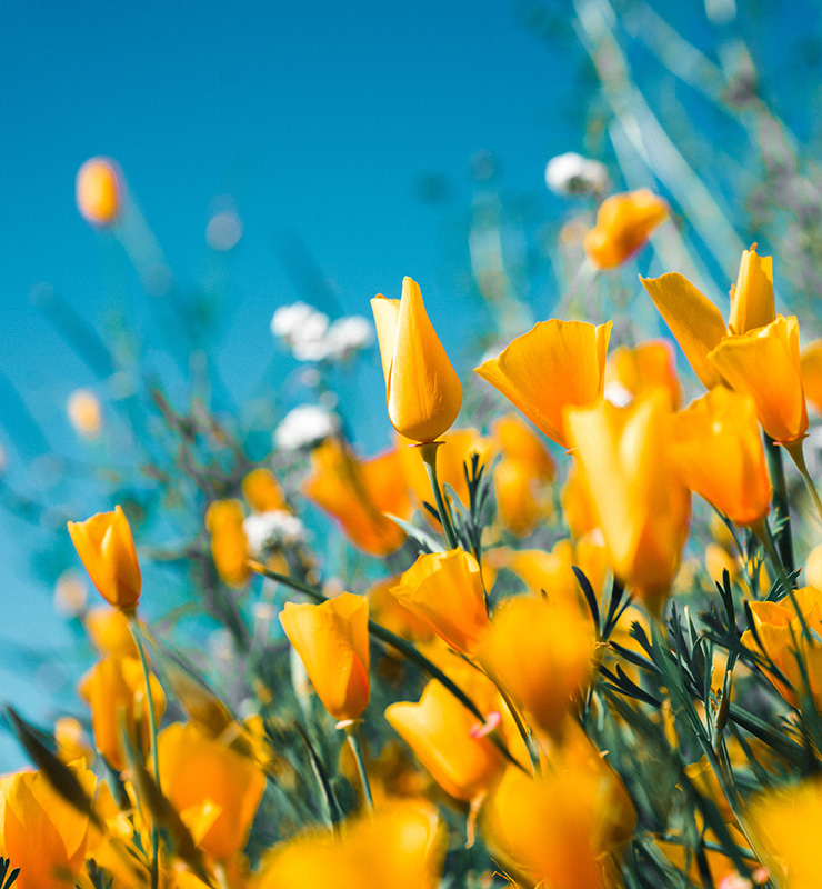 Aute irure dolor in repr